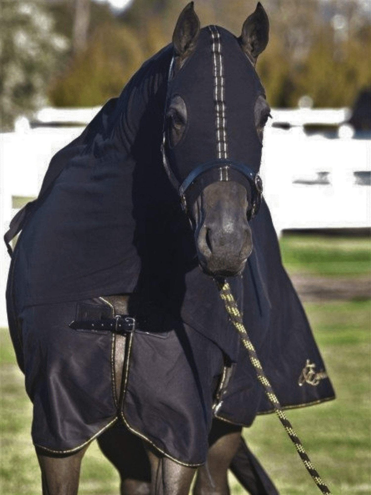 Bing Show Rug Show Rugs – The Tack Box Saddleworld