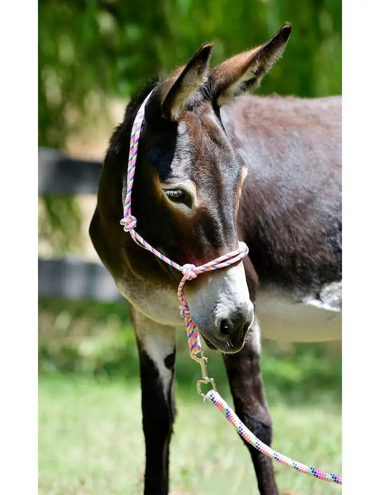 462182_rm-rainbow-headcollar-lead-set_image1_image_null_hero_horselandweb.webp