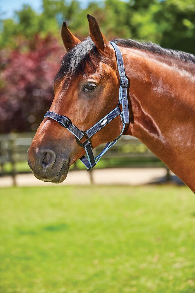 Roma Coordinate Headstall