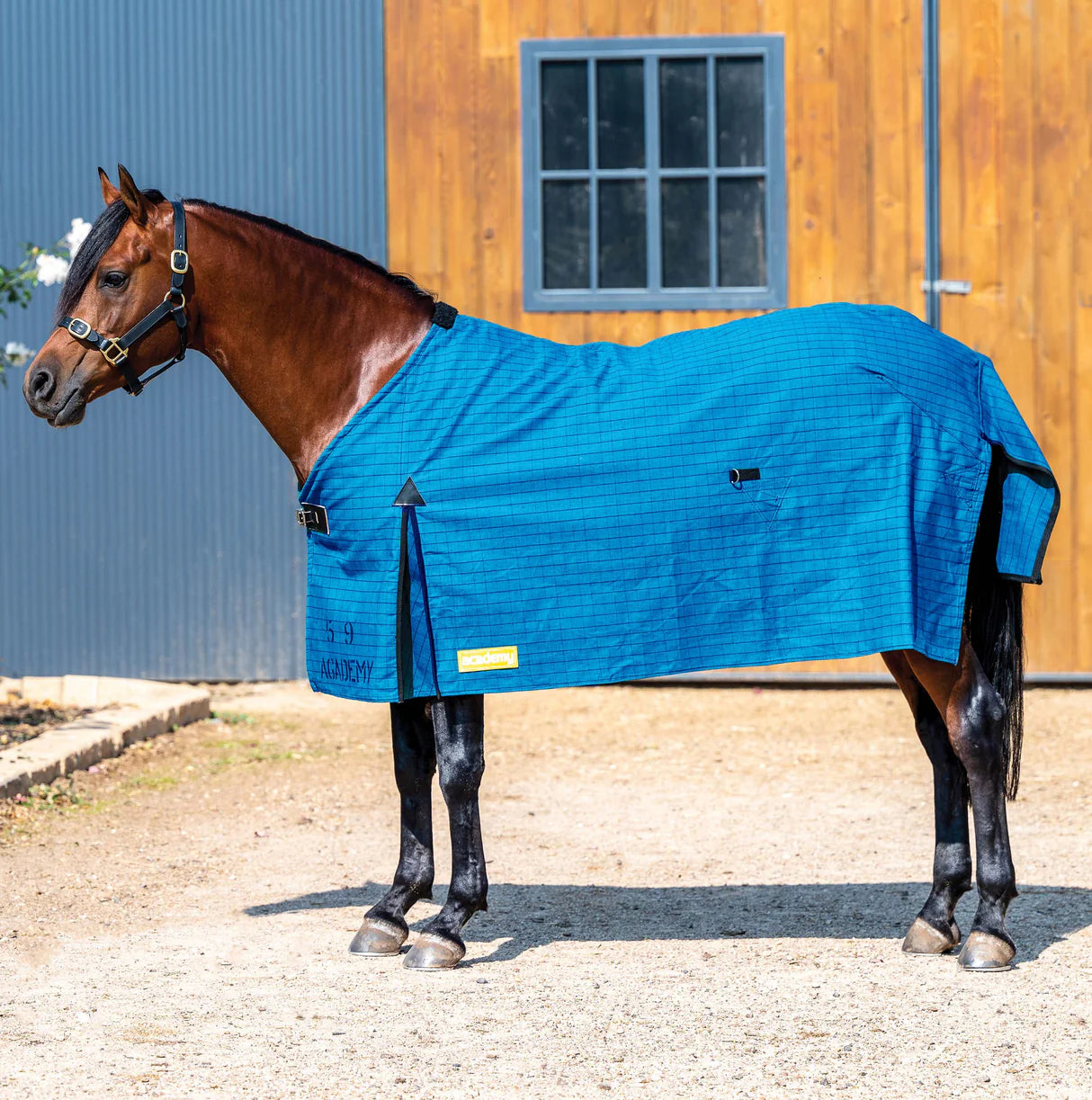 Academy Canvas Rug II