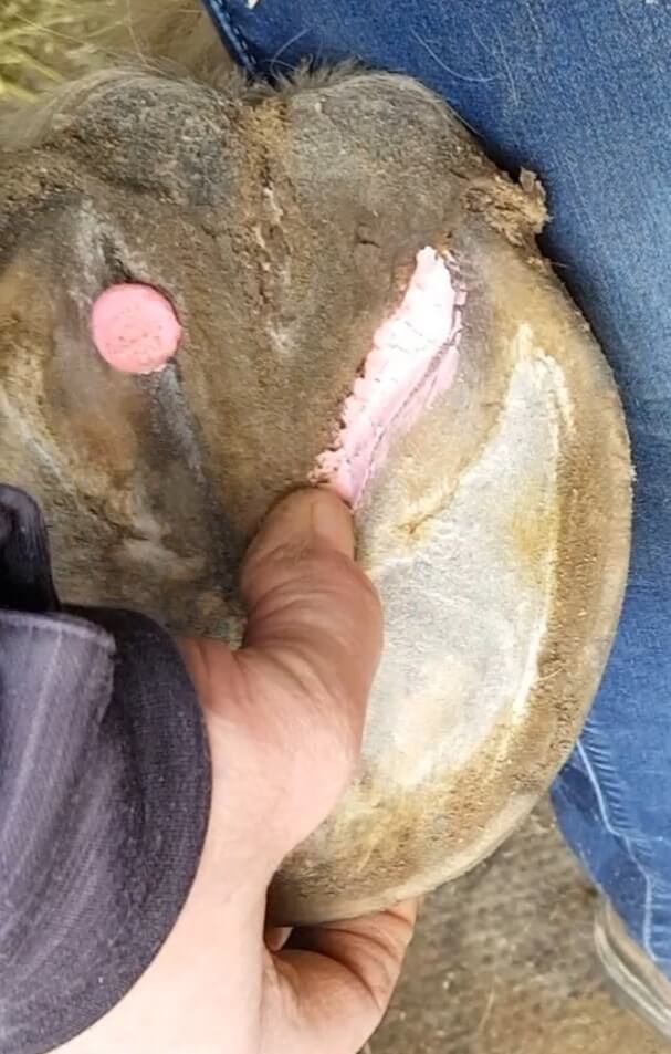 THC Beeswax Pink Balls - Hoof Putty for Thrush Management