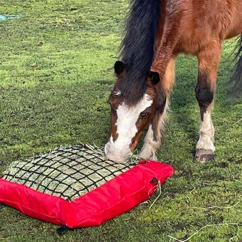 pillow8web-wfkhmjkaxapl_900x_c146ae57-4d64-4609-9c86-4867396b66ab.jpg
