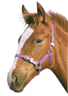 PVC Headstall Foal/Mini