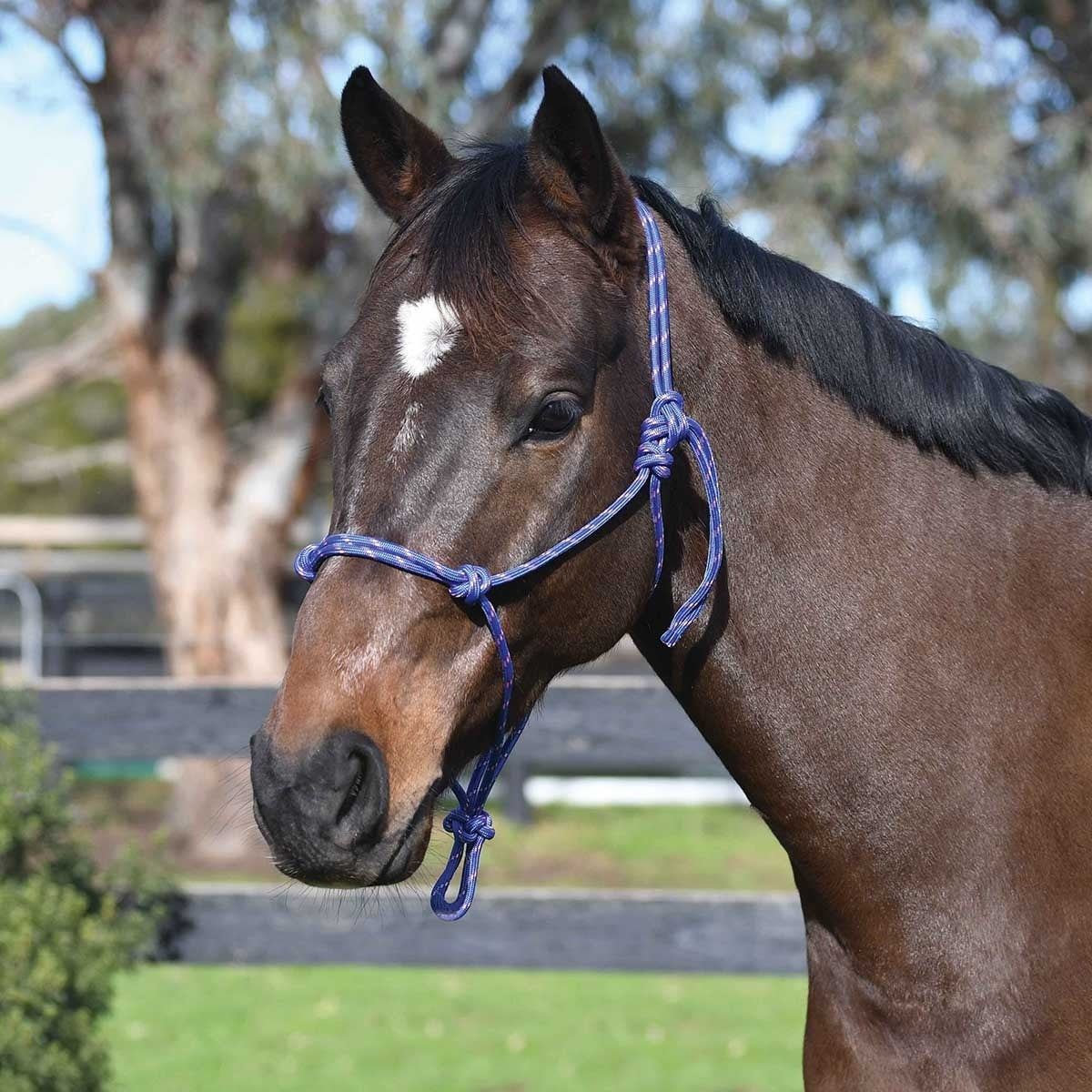 Academy Rope Halter - Full – The Tack Box Saddleworld