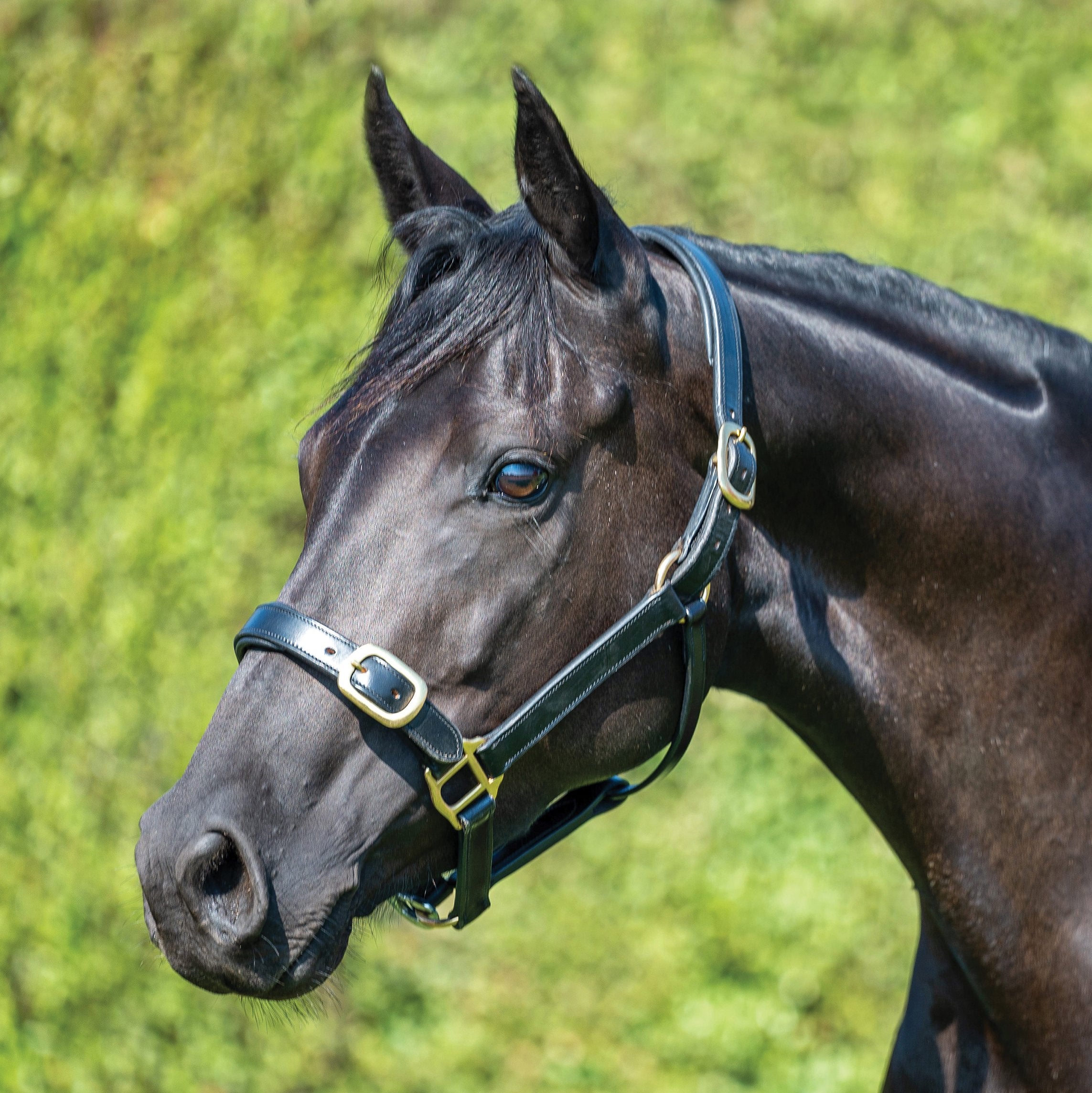 graingeelitehalterblack.progressive_202bff0d-1235-4413-83a7-d53e3521f407.jpg